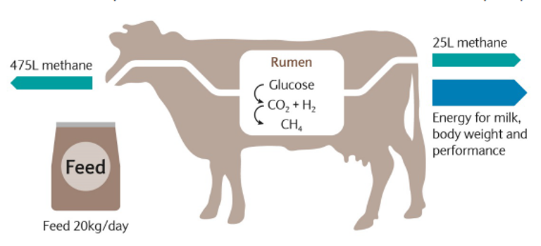 How Much Methane Gas Does A Cow Produce In Day - All About Cow Photos How Much Methane Gas Does A Cow Produce In Day - All About Cow Photos